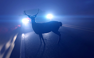 Dzikie zwierzęta na drogach. W regionie takich sytuacji jest wiele